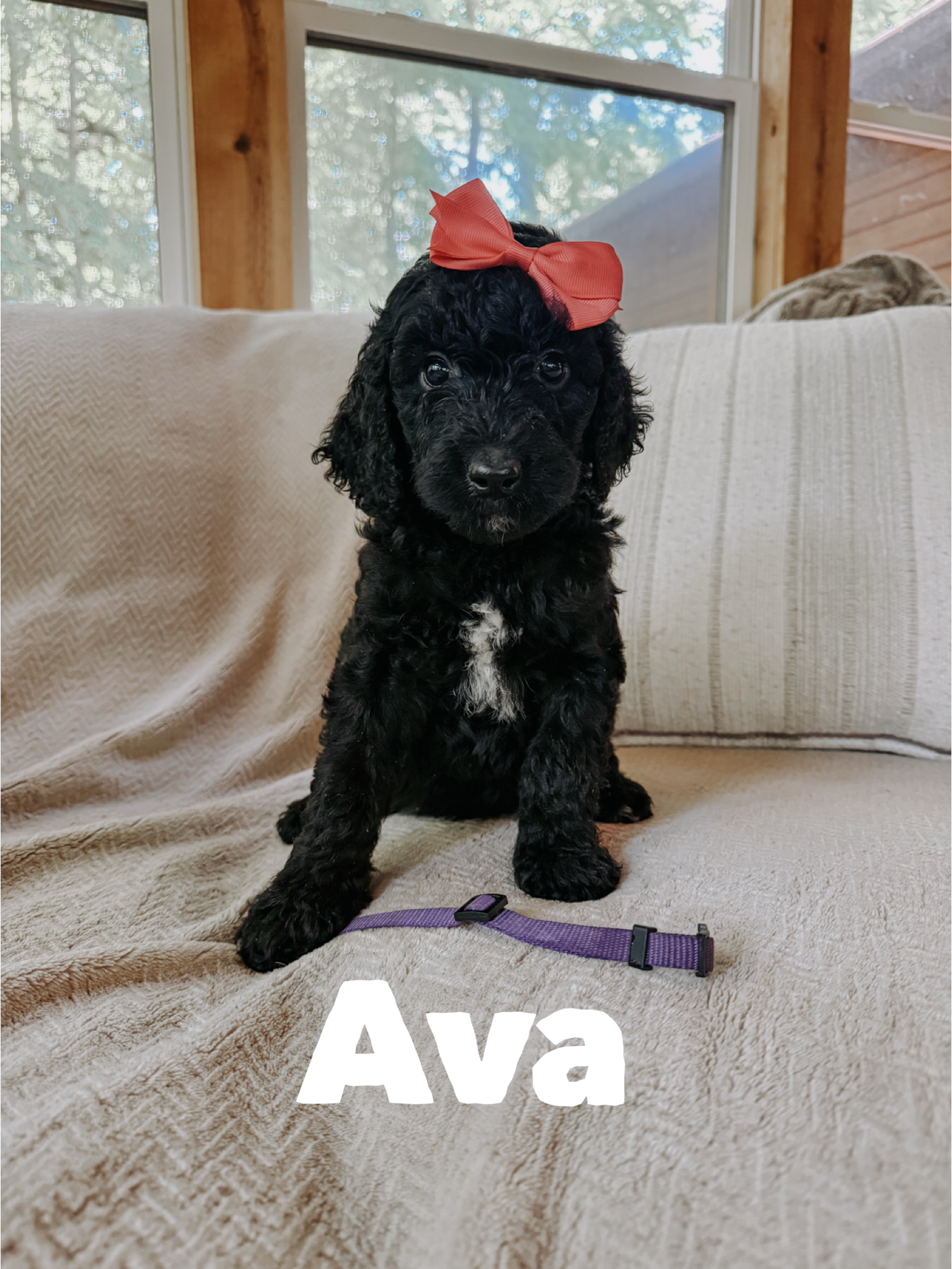 Ava 2